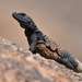Common Chuckwalla - Photo (c) Max Roberts, some rights reserved (CC BY-NC), uploaded by Max Roberts