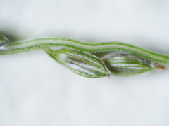 Digitaria ramularis