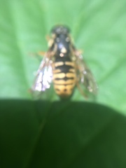 Temnostoma alternans