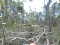 Digitaria ramularis