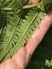 Oreopteris limbosperma