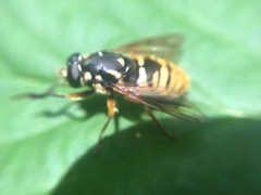 Temnostoma alternans