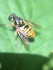 Temnostoma alternans