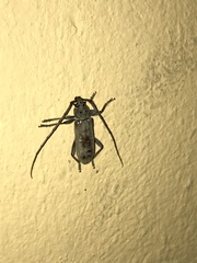 Susuacanga stigmatica