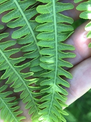 Oreopteris limbosperma