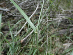 Digitaria ramularis