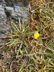 Microseris bigelovii