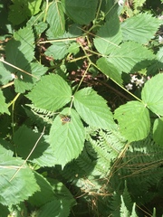 Temnostoma alternans