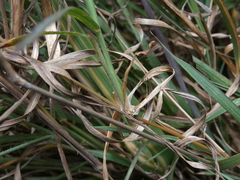Digitaria ramularis