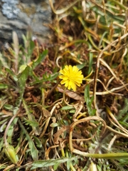 Microseris bigelovii