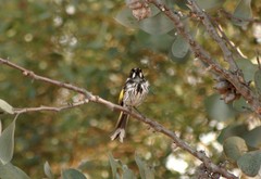 Phylidonyris novaehollandiae novaehollandiae