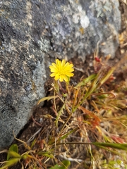 Microseris bigelovii