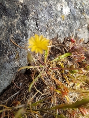 Microseris bigelovii