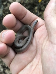 Virginia valeriae elegans