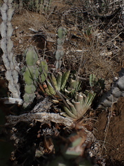 Gasteria bicolor