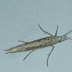Ypsolopha mucronella