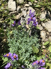 Linaria alpina alpina