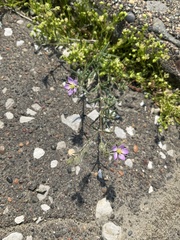 Spergularia rubra