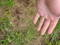 Spermolepis diffusa