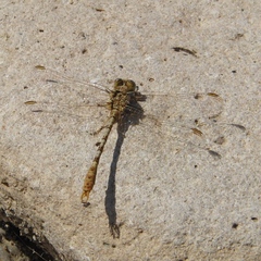 Onychogomphus costae