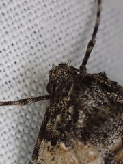 Lophosticha psorallodes