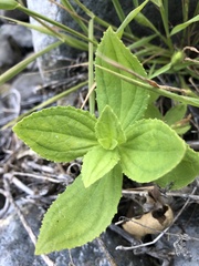 Erythranthe cardinalis