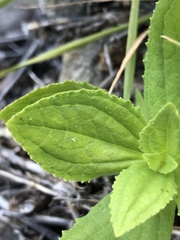 Erythranthe cardinalis