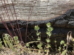 Leptosiphon ciliatus