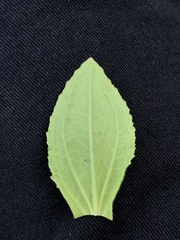 Erythranthe cardinalis