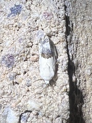 Ponometia acutus