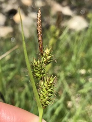Carex hostiana