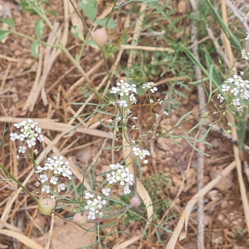 Image of Lepidium vesicarium by (c) Mohammad Sohrabi, some rights reserved (CC BY)