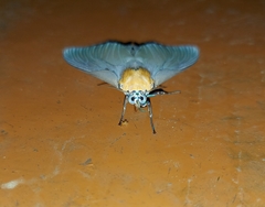 Aganainae