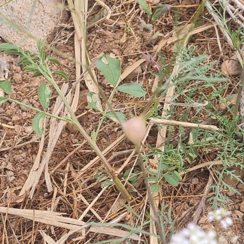 Image of Lepidium vesicarium by (c) Mohammad Sohrabi, some rights reserved (CC BY)