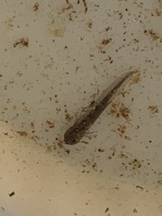Ambystoma macrodactylum
