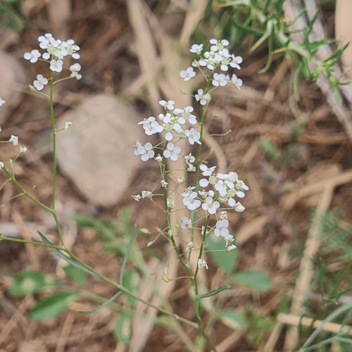 Image of Lepidium vesicarium by (c) Mohammad Sohrabi, some rights reserved (CC BY)