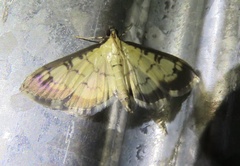 Ategumia ebulealis