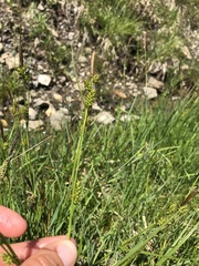 Carex hostiana