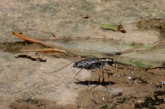 Cicindela punctulata punctulata