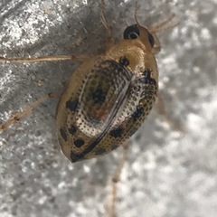 Peltodytes litoralis