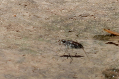Cicindela punctulata punctulata