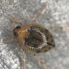 Peltodytes litoralis