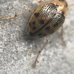 Peltodytes litoralis