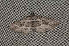 Chrysolarentia plesia