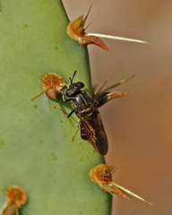 Hermetia ryckmani
