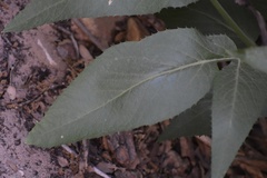 Angelica scabrida