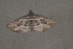 Chrysolarentia plesia