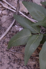 Angelica scabrida