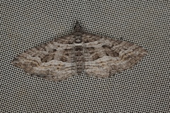 Chrysolarentia plesia