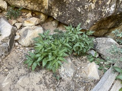 Angelica scabrida